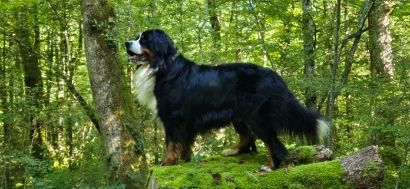 Risko du pays Maîchois